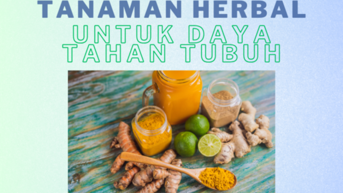 Tanaman Herbal untuk Daya Tahan Tubuh
